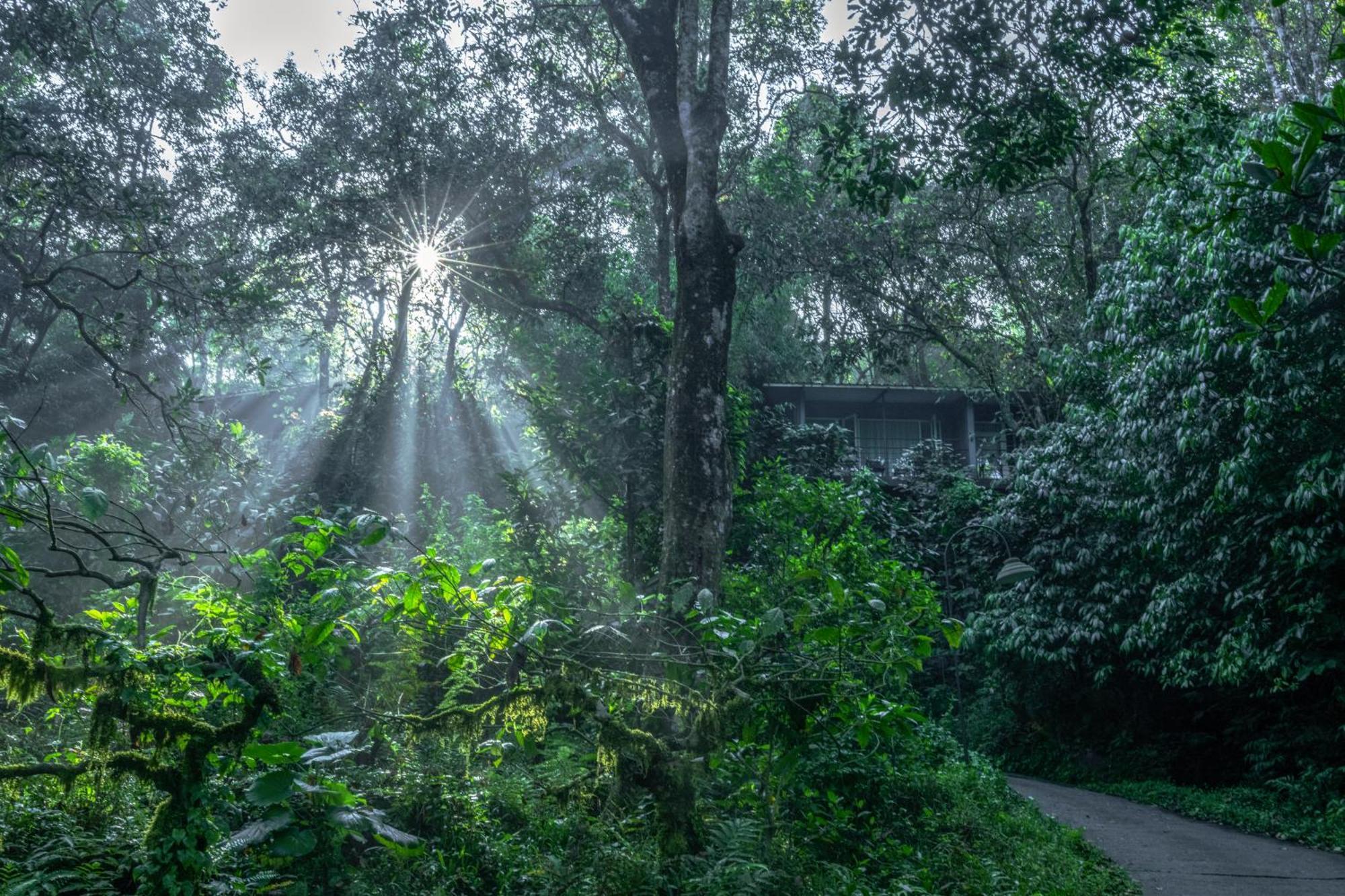 Wayanad Wild - Rainforest Lodge - A Cgh Earth Experience Vythiri Exterior photo