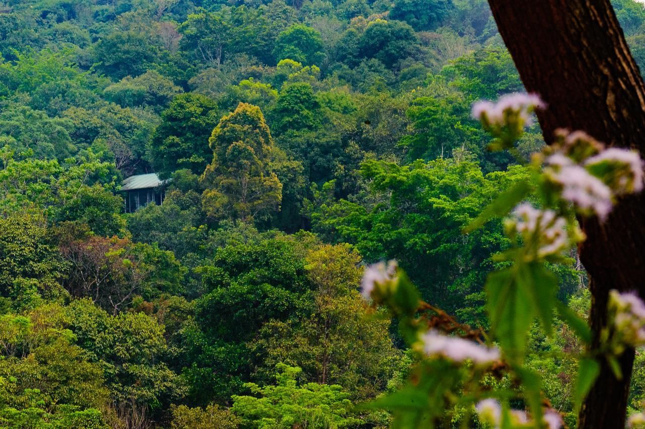 Wayanad Wild - Rainforest Lodge - A Cgh Earth Experience Vythiri Exterior photo