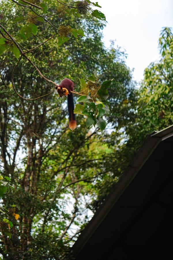 Wayanad Wild - Rainforest Lodge - A Cgh Earth Experience Vythiri Exterior photo